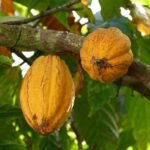 martinique, caribbean, island