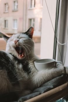 pexels-photo-10875170-10875170 Close-Up Photo of a Cat Yawning