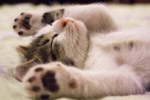 pexels-pixabay-416160 Cat dreaming of its new year resolutions