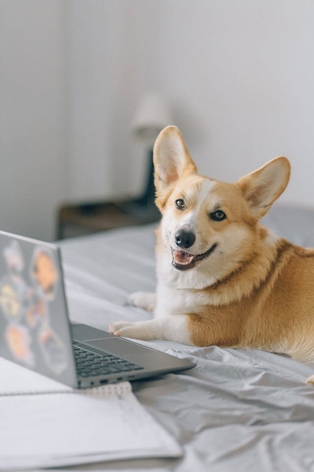 Photo by Nataliya Vaitkevich: https://www.pexels.com/photo/cute-corgi-in-front-of-a-laptop-5122188/ Après la frustration, la réconciliation !