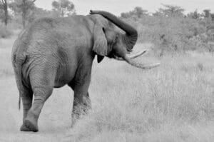 pexels-frans-van-heerden-201846-2608742 Comment manger un éléphant ?